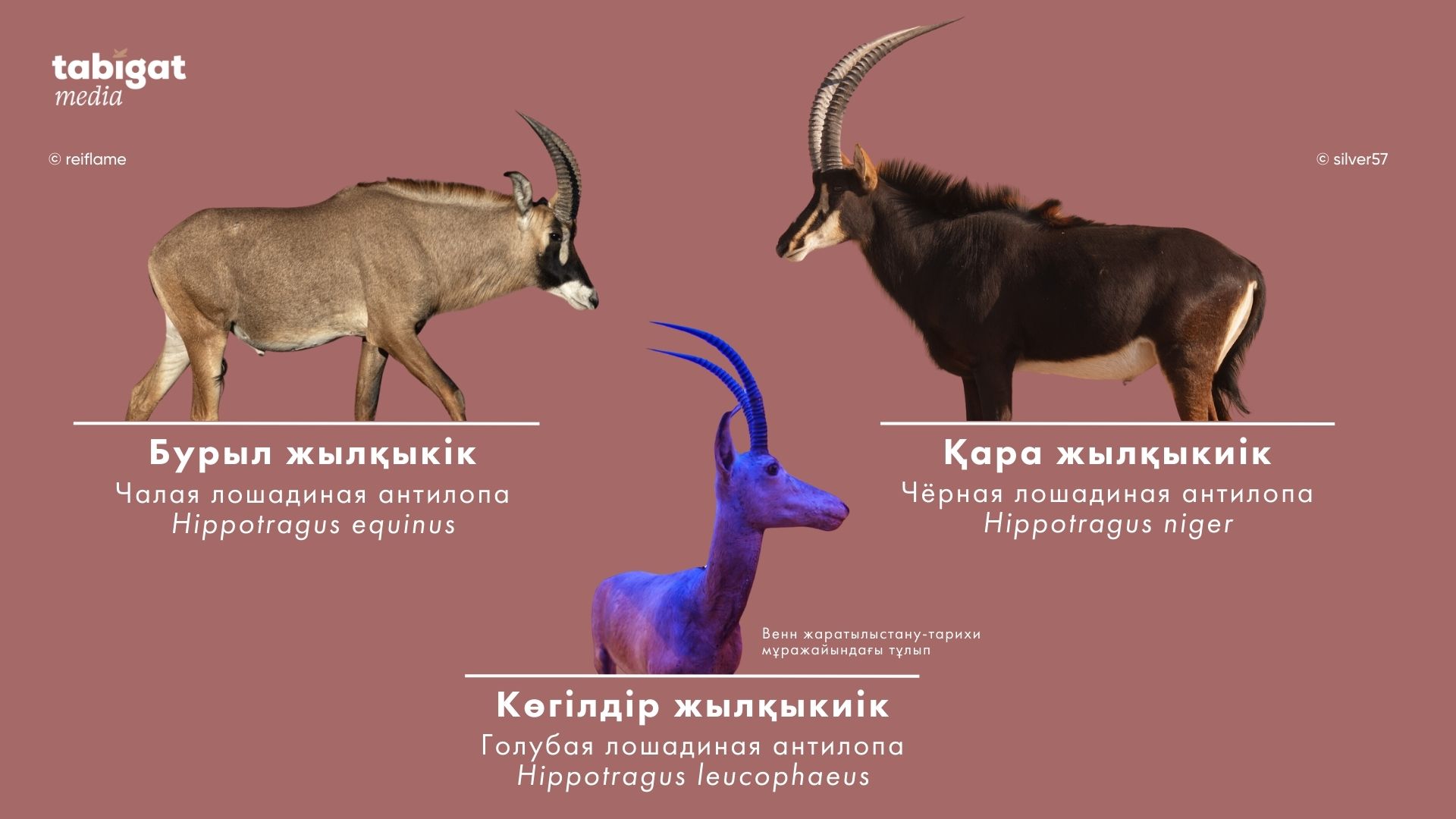 Қар ханшайымымен порно көру